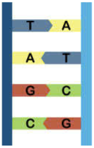 hình ảnh nguyên tắc bổ sung của mạch nucleotide